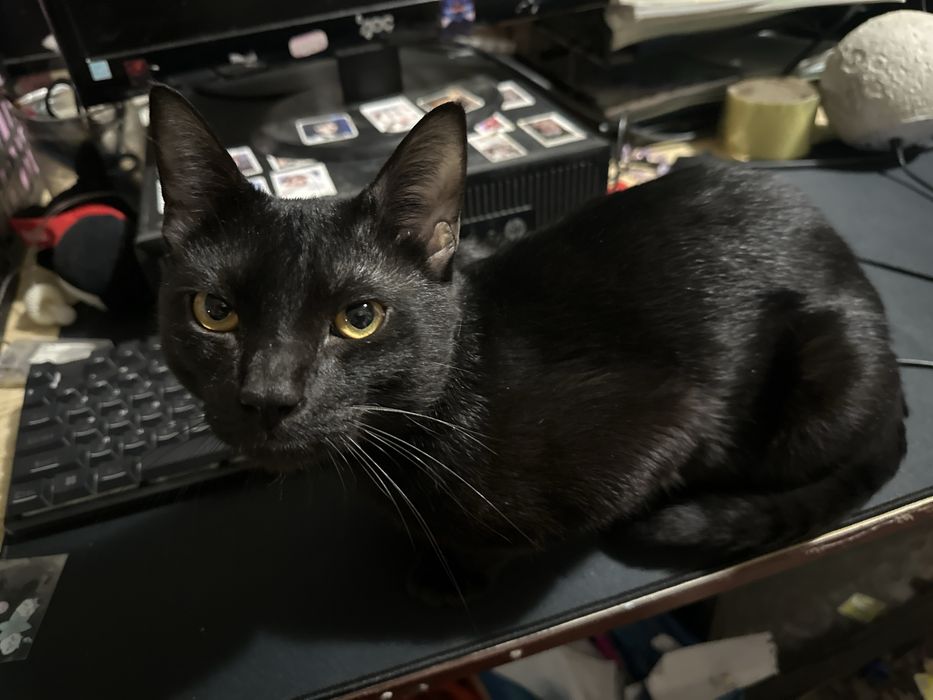 Шикарный Черный кот