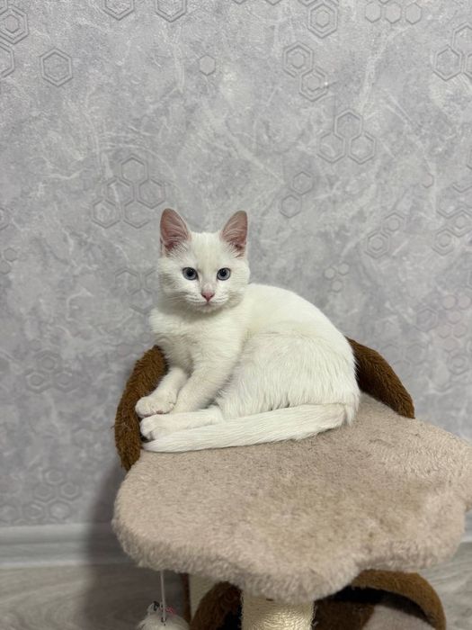 Когтеточка с лежанкой