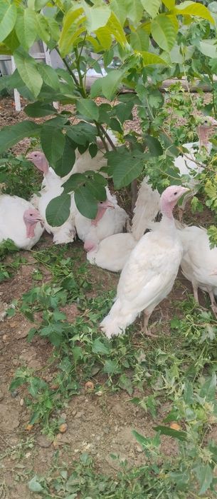 Индюшата порода Виктория