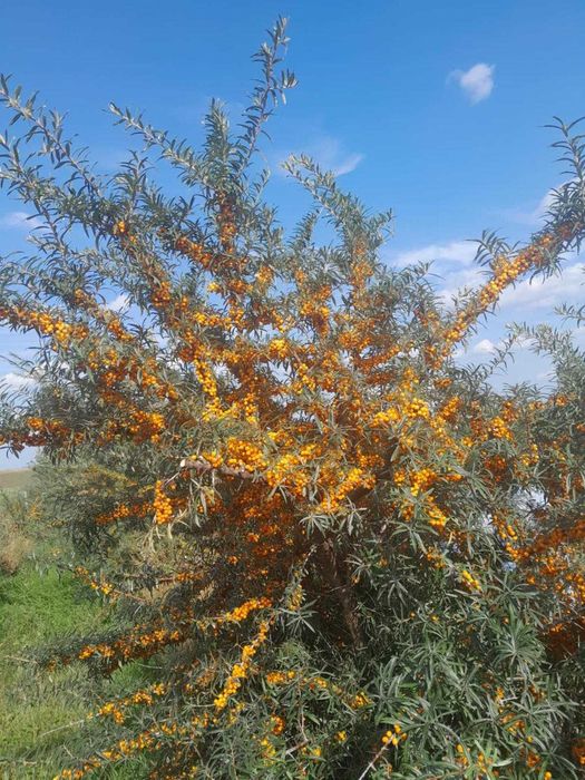 Vand catina congelata