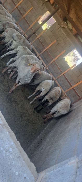 Бараны кой токты