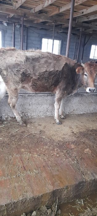 Продам стельных коров.