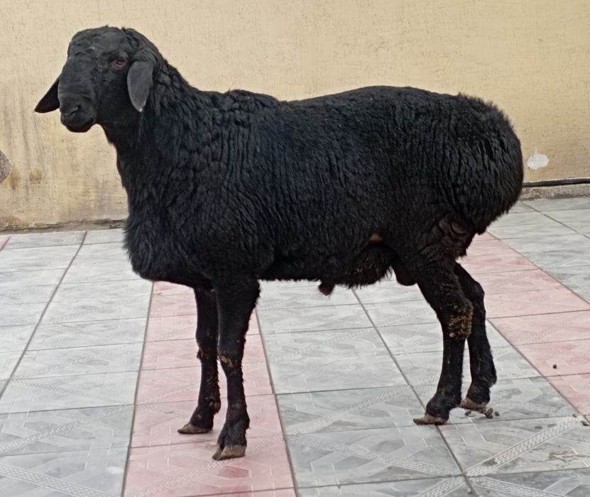 Тоза хисори кузилар зотга