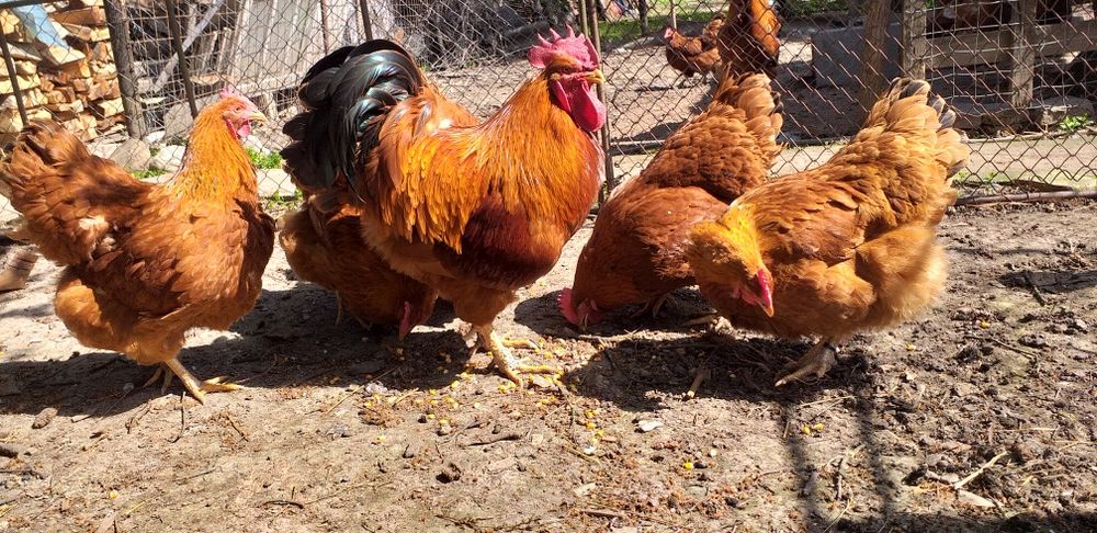 Găini  Hampshire,Bielefeldersi Araucana de vanzare