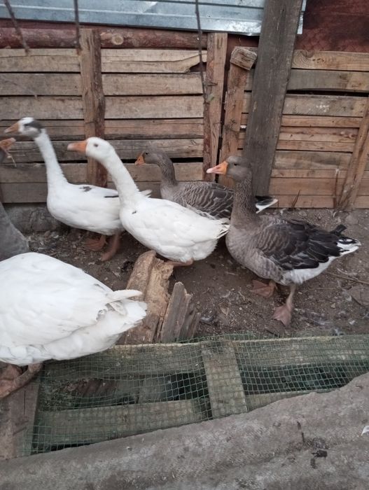 Гуси на продажу живьем