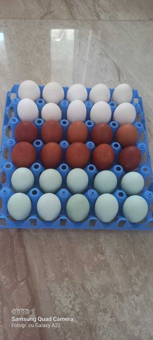 Oua de incubat găini de rasă