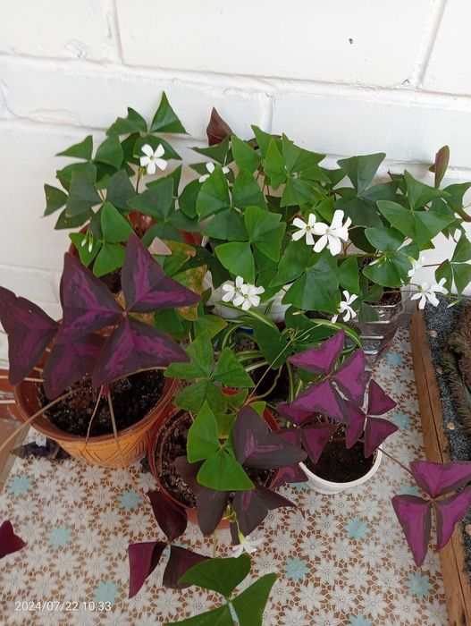 цветок бабочка бордовый