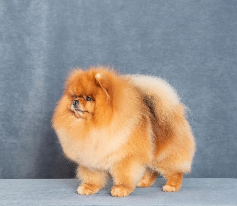 Померанский шпиц