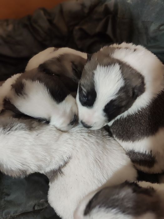 Алабай щенки алабаи