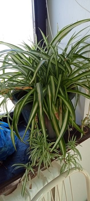 Домашний цветы разные