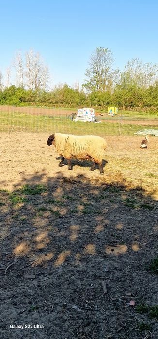 De vânzare berbec rasa SUFFOLK