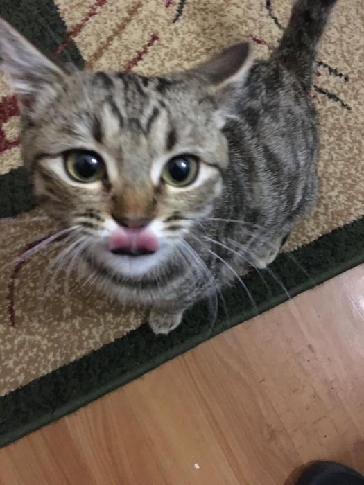 Подобрали кошечку очень добрую