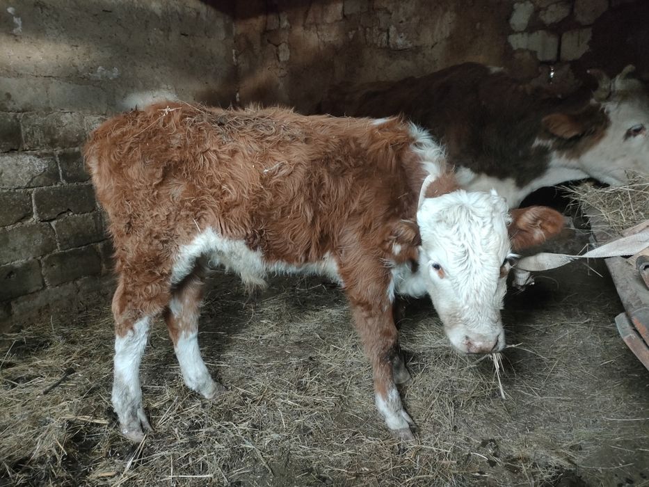 Еркек баспак сатылады