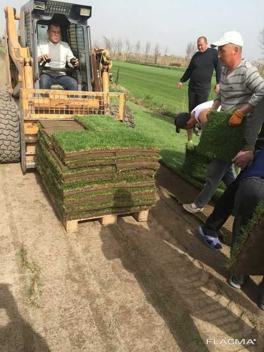 Газон рулоновый ландшафт полив газон gazon