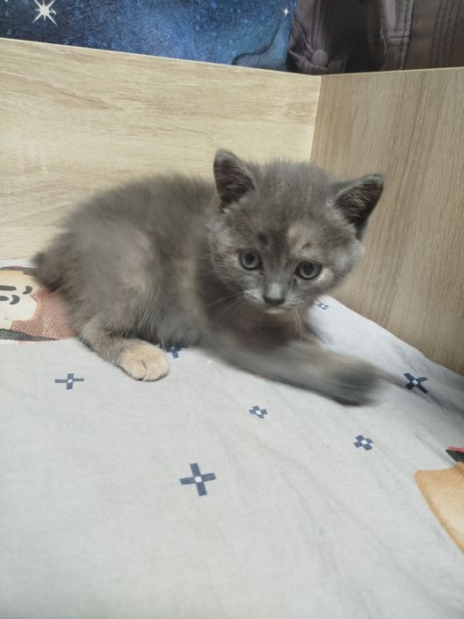 Подарю красивых котят