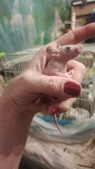 Очаровательные крысы сфинксы