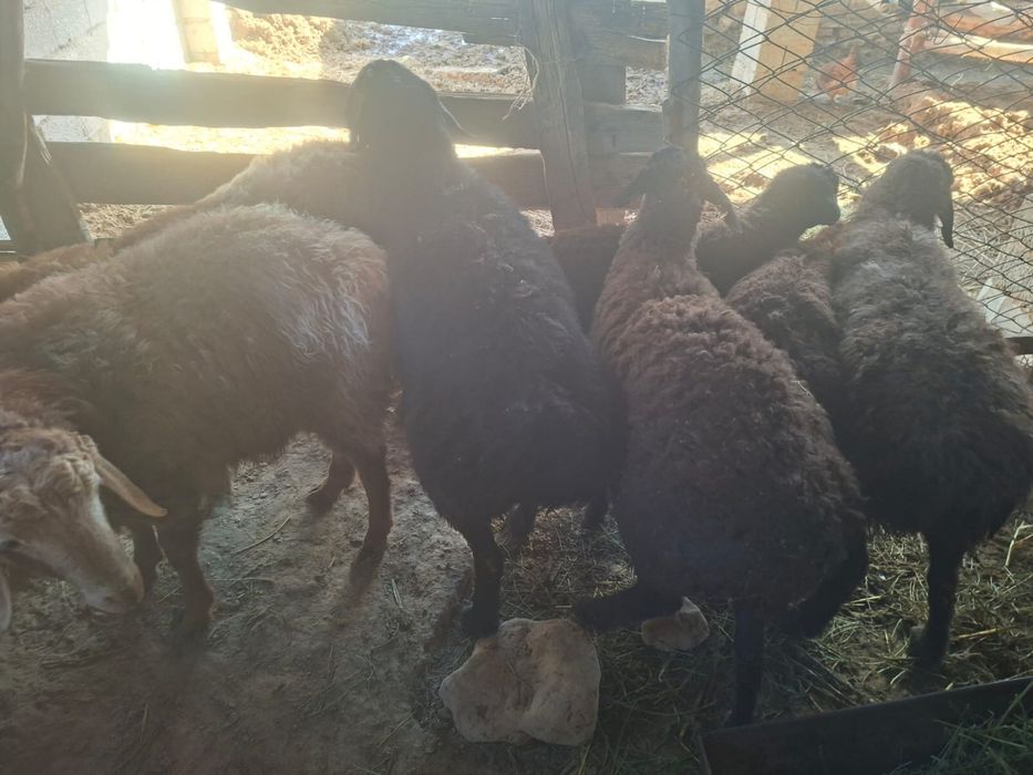 Қошқарлар сатылады 7 бас бидайдан бағылған