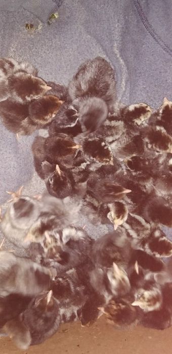 Vind pui  de gaina Wiandotte  și GSG