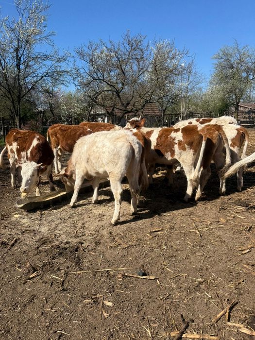 Vând 10 juninci gestante