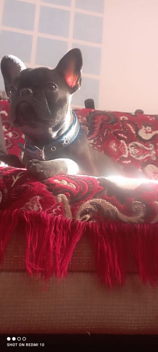 Продам французского бульдога