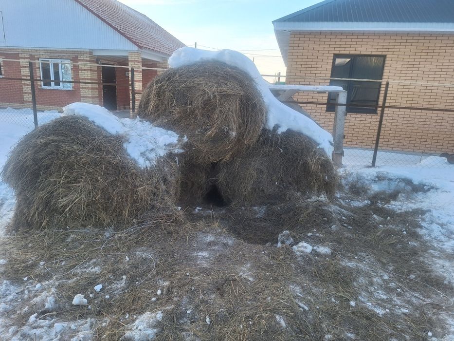 Рулон шөп сатылады