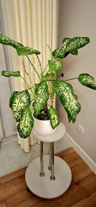 Диффенбахия с кашпо