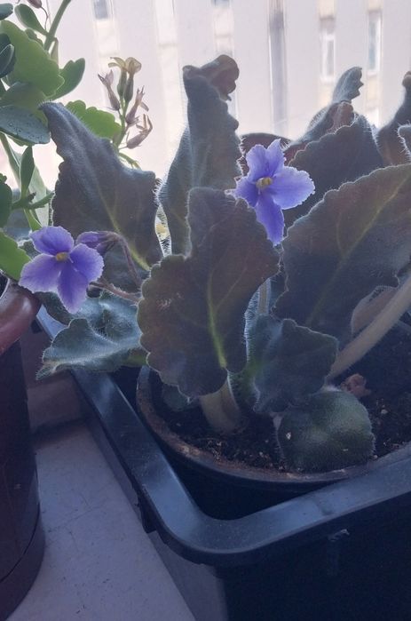 Продам комнатные цветы