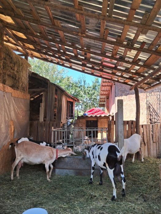 Vand Capre Anglonubian