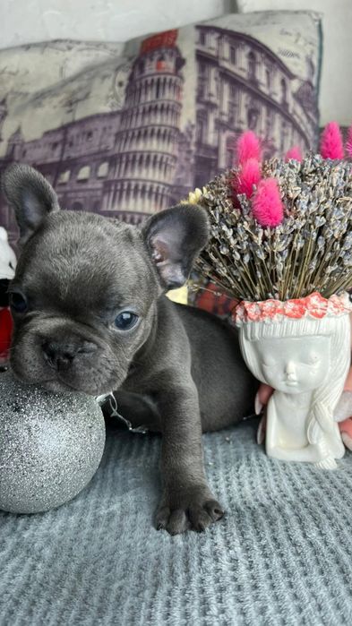 Французский бульдог