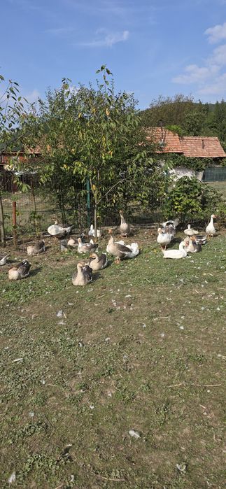 Gaste de vânzare zona Oituz/ Bacau
