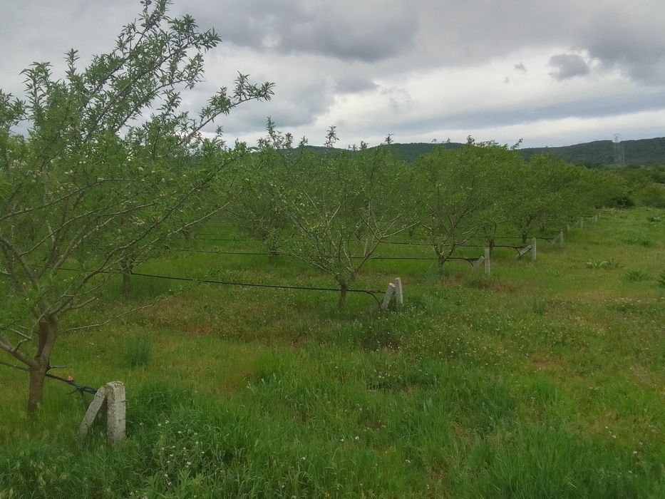 Продава се Земеделски имот в с. Просеник, Област Бургас -  кв.м за 1822 €/дка - Снимка #1