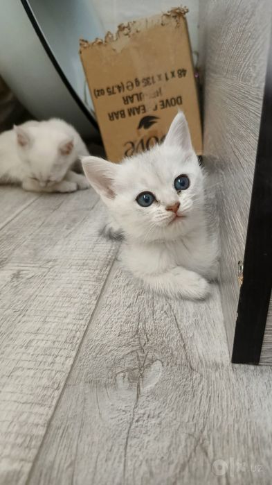 Продается котята