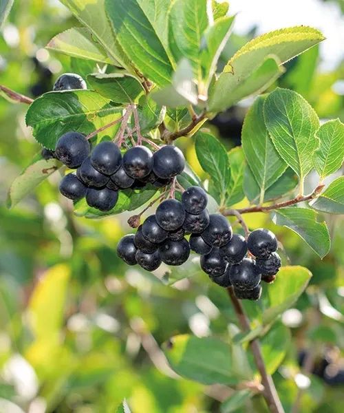 Aronia proaspata