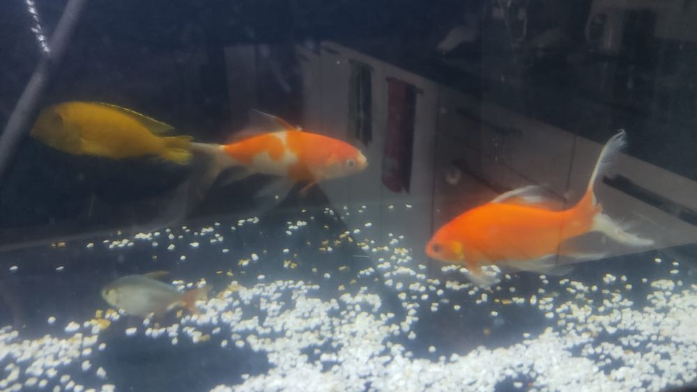 Продам рыбок кометы