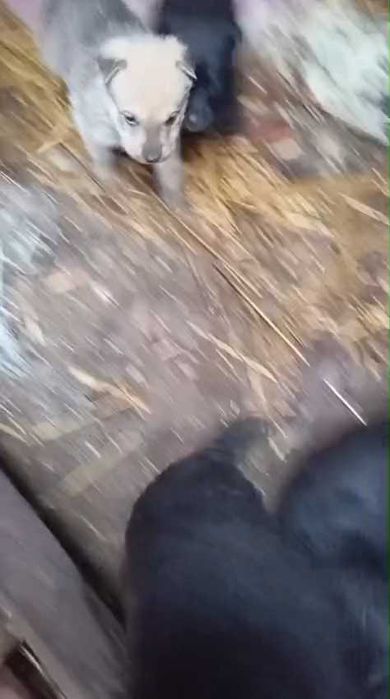 Ищем любящих хозяев для щенков