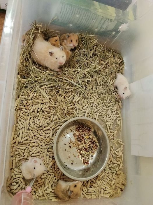 Сирийские хомяки