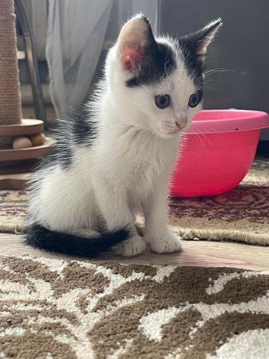 Котёнок ищет любящих хозяев