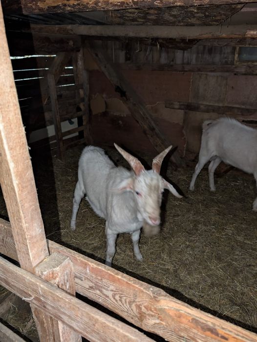 Vând țapi Sura Mare