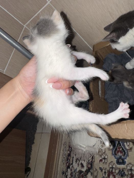 Отдам даром кошек