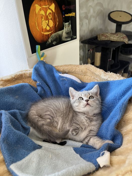 British shorthair fetita