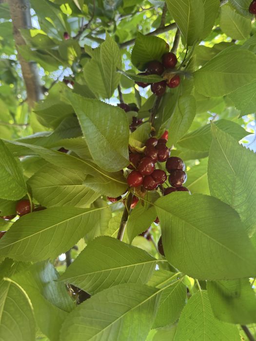 Tayyor 25 gektar bog sotiladi