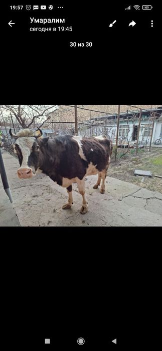 Уйда бокилган сигир сотилади