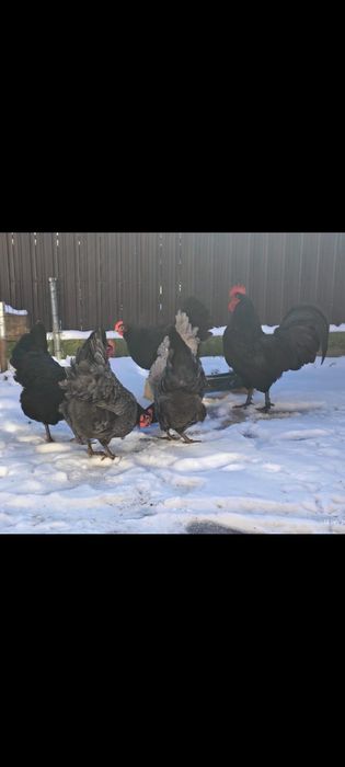 Oua incubat cu precomanda