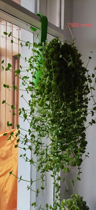 Продам суккуленты(укоренённые отростки)