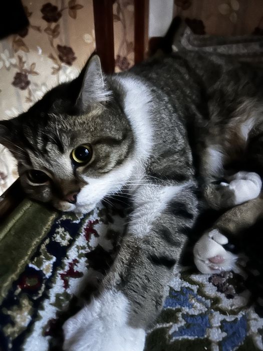 Кот в хорошие руки