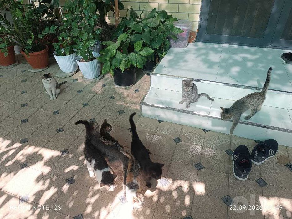 Котята в добрые руки