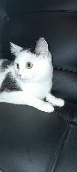 Кошки в любящих семью