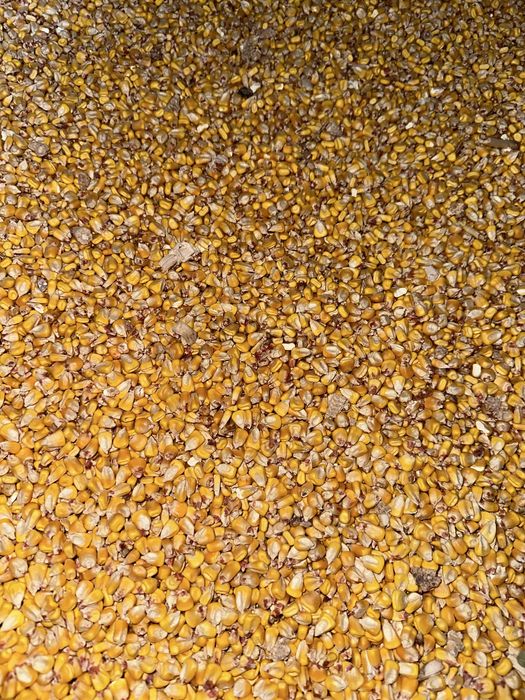 Porumb uscat - pret negociabil