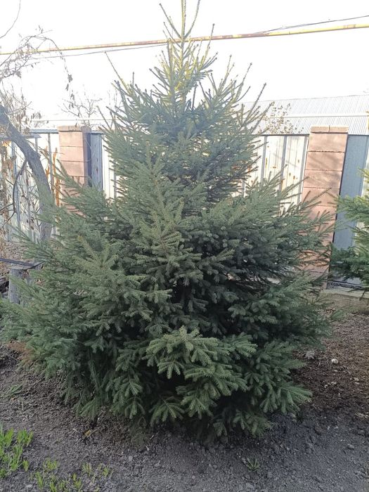 Продам красивые  ёлки