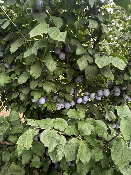 Prune soi stanley